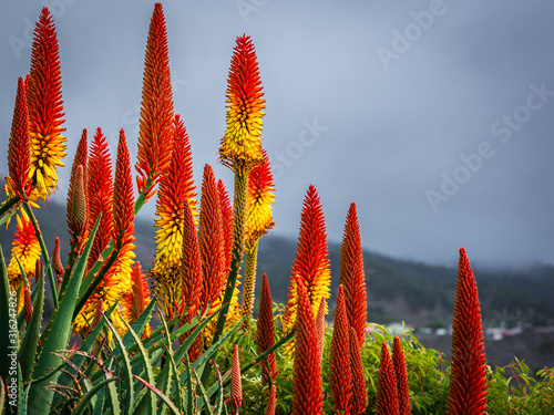 Blühende Aloe Vera