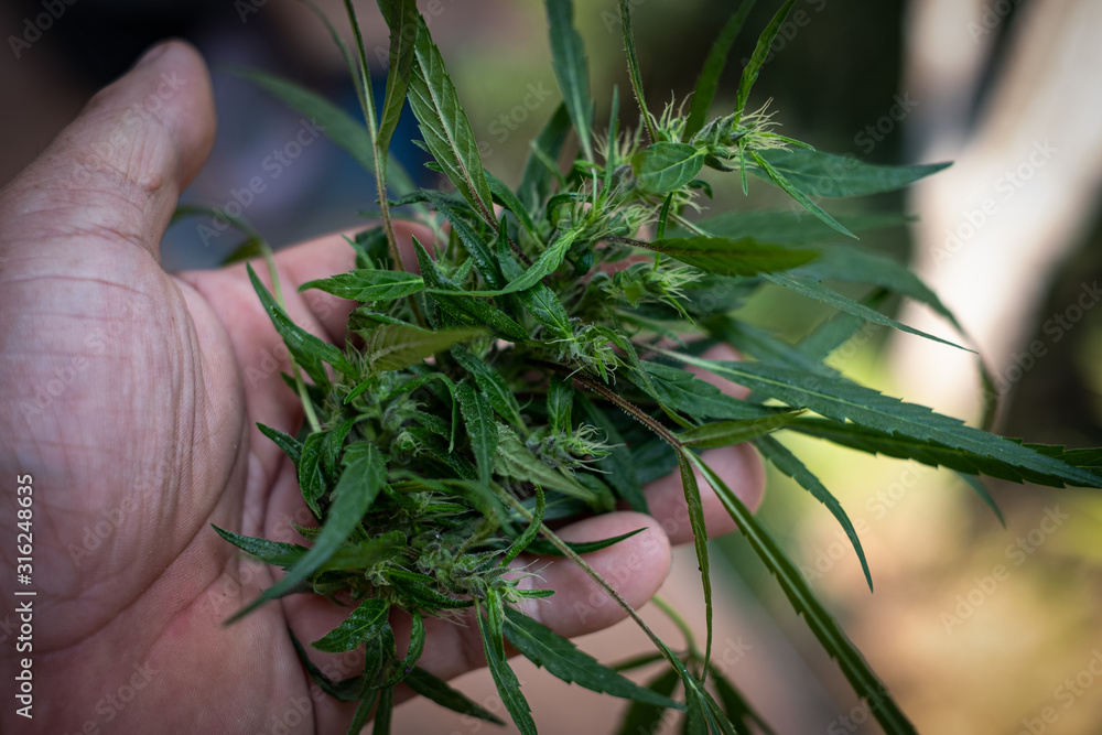 Fototapeta premium Hand holding cannabis blossom at the background,