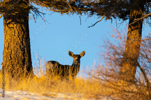 Winter Morning Herd