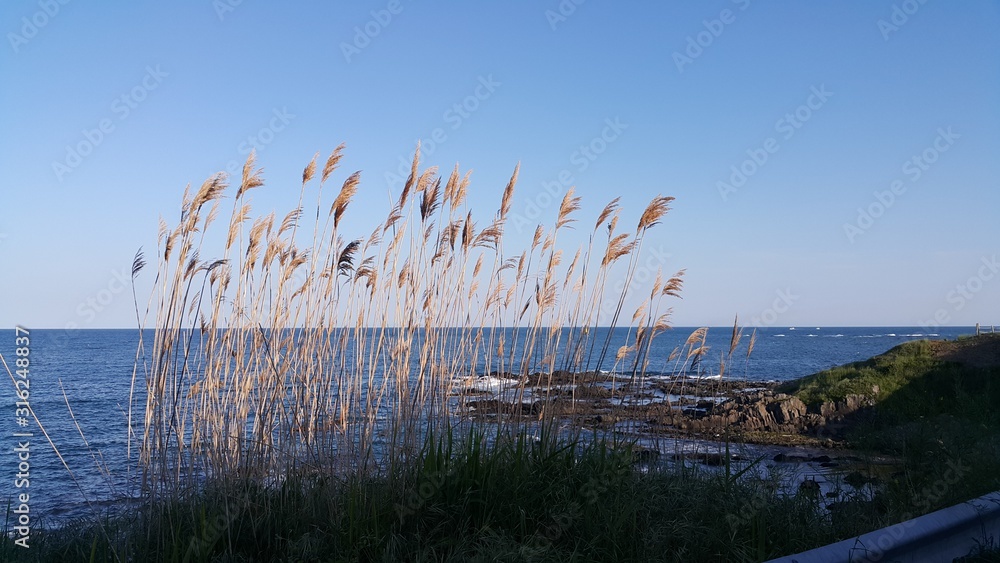 common reed on beach