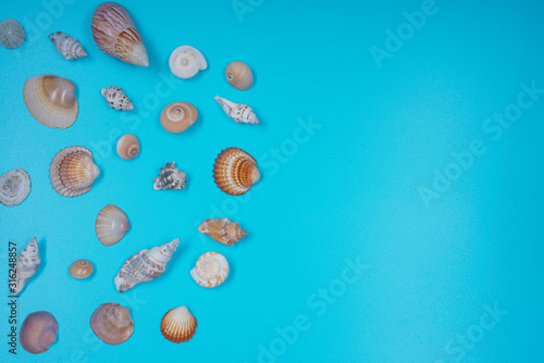 assorted sea shells on blue