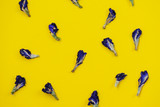 Dry clitoria's flowers on a yellow background.