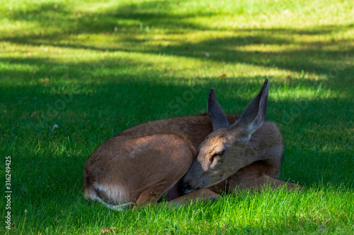 Deer Resting in Capitol Reef National Park, Utah