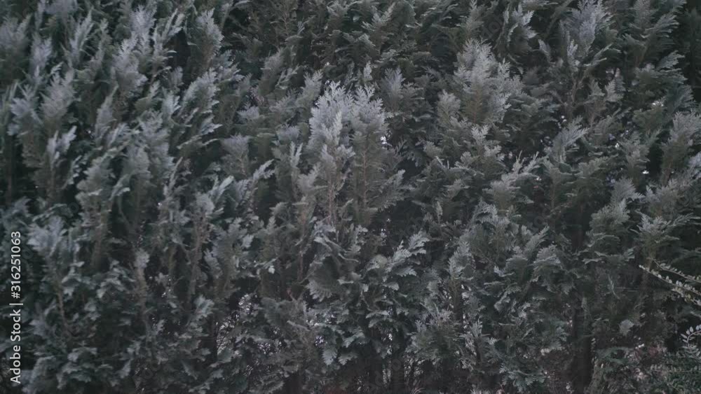 Dark background of green thuja hedge in the wind Dark background of green thuja hedge in the wind