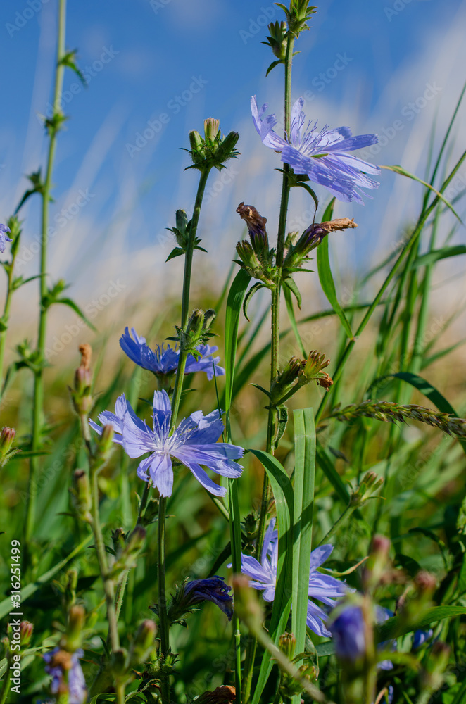 Die Bachblüte Wegwarte war in Deutschland die Heilpflanze des Jahres
