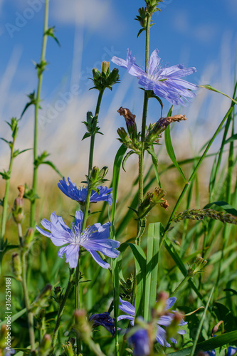 Die Bachblüte Wegwarte war in Deutschland die Heilpflanze des Jahres 2020, The Bach flower chicory was the medicinal plant of the year 2020 in Germany, Blühende Wegwarte Heilpflanze des Jahres 2020 