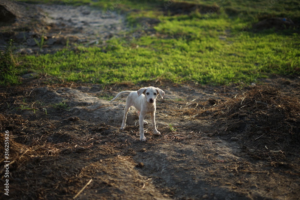 A wary little white dog is standing insecure on a farm in Pakistan and wants to run away. A wary little white dog is standing insecure on a farm in Pakistan and wants to run away.