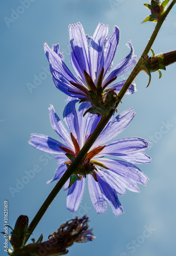 Blühende Bachblüte Wegwarte vor blauem Himmel in Dänemark fotografiert, die Heilpflanze Bachblüte war die Heilpflanze des Jahres 2022 in Deutschland, himmelblaue Blüten vor blauem Himmel