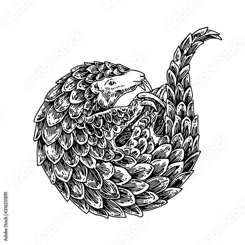 Pangolin curled intro a ball. Sketch tattoo. Engraving style. Vector illustration.