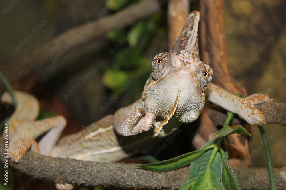 Obraz premium Chameleon