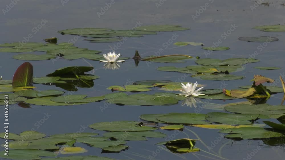 Quarry lake with white water lilies. Quarry lake with white water lilies.