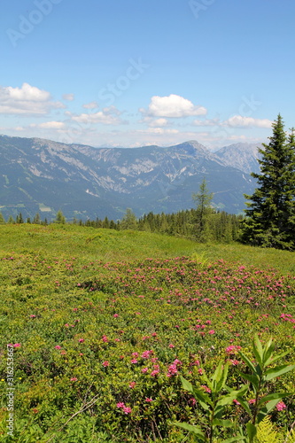 Almrausch auf der Planai/Schladming