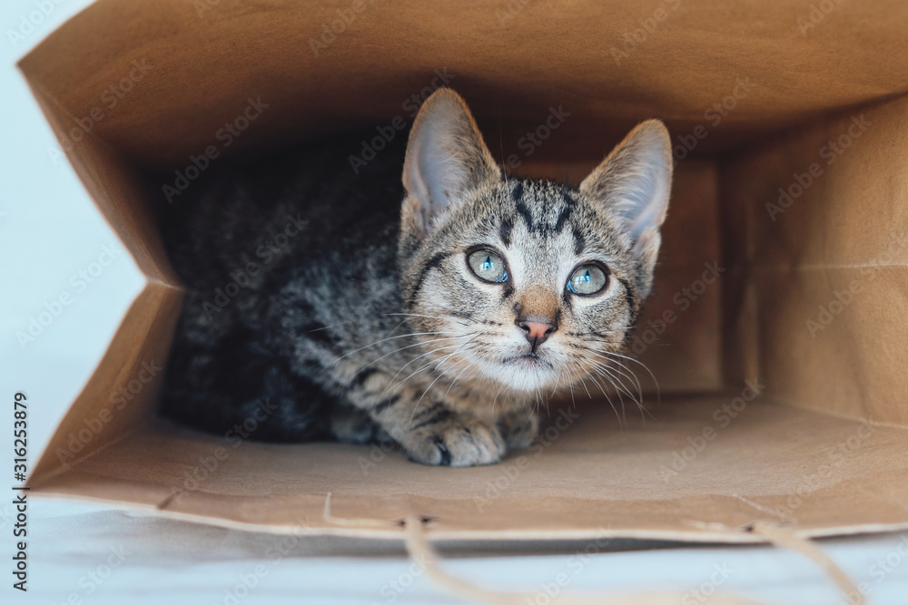 Young European Shorthair cat playing and hiding in a paper bag. Young European Shorthair cat playing and hiding in a paper bag.