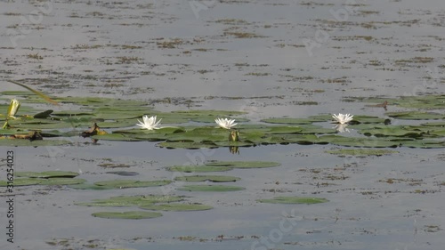 Quarry lake with white water lilies. photo