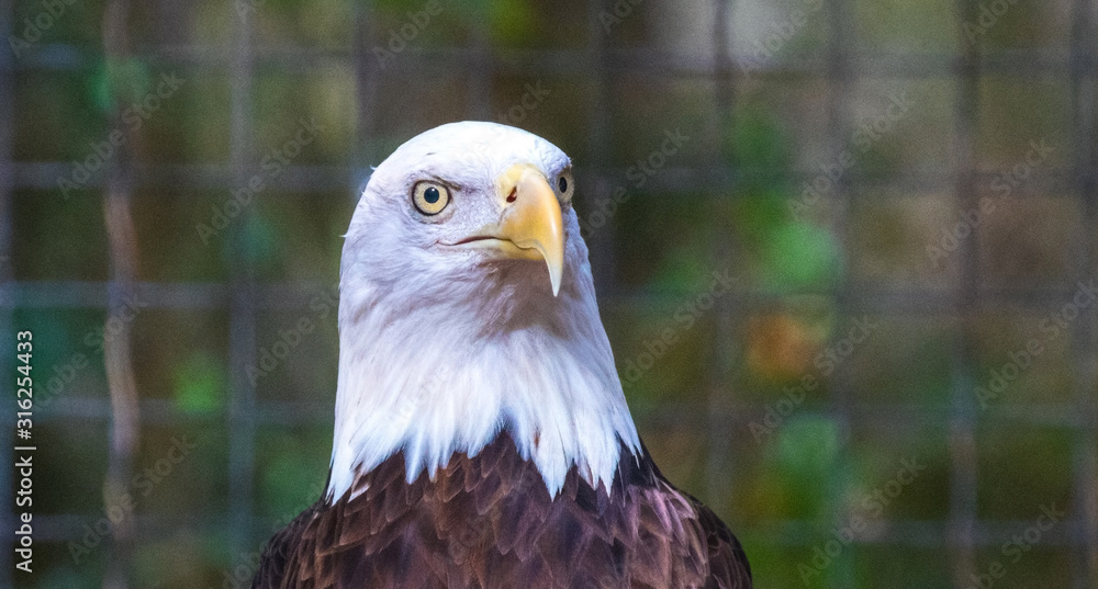 Fototapeta premium American Bald Eagle