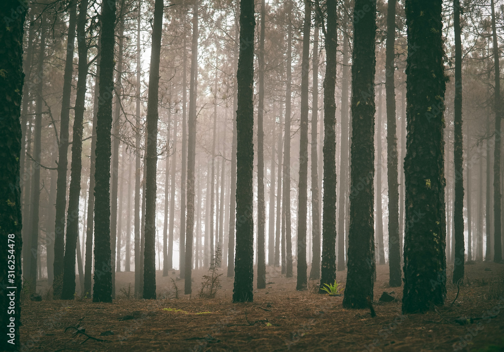 Naklejka premium forest in fog