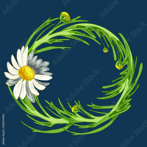 Beautiful wreath with field camomile, buds and leaves on a classic blue background. Pharmacy medicinal chamomile. Realistic style. Spring pattern. Rustic decor.