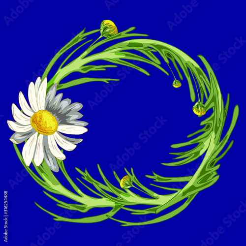 Beautiful wreath with field camomile, buds and leaves on a phantom blue background. Pharmacy medicinal chamomile. Realistic style. Spring pattern. Rustic decor.