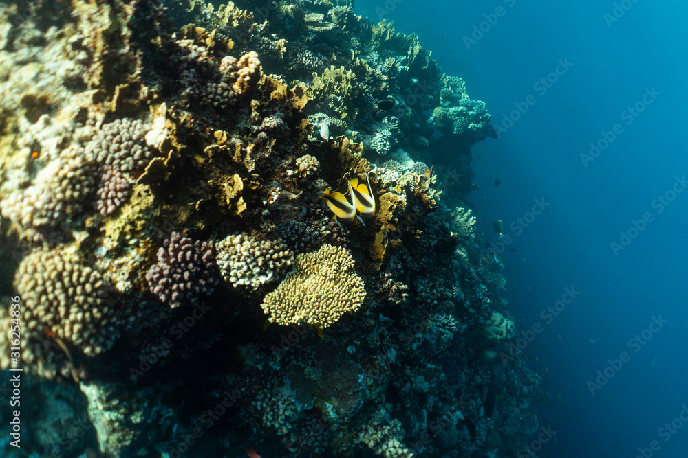 Heniochus intermedius underwater in the ocean of egypt, underwater in