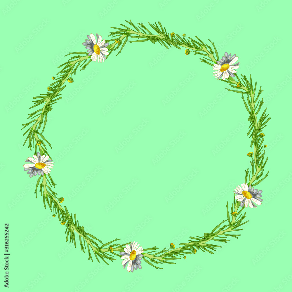 Beautiful wreath of five field daisies with leaves on a aqua menthe background. Pharmacy medicinal chamomile. Realistic style. Spring pattern. Rustic decor.