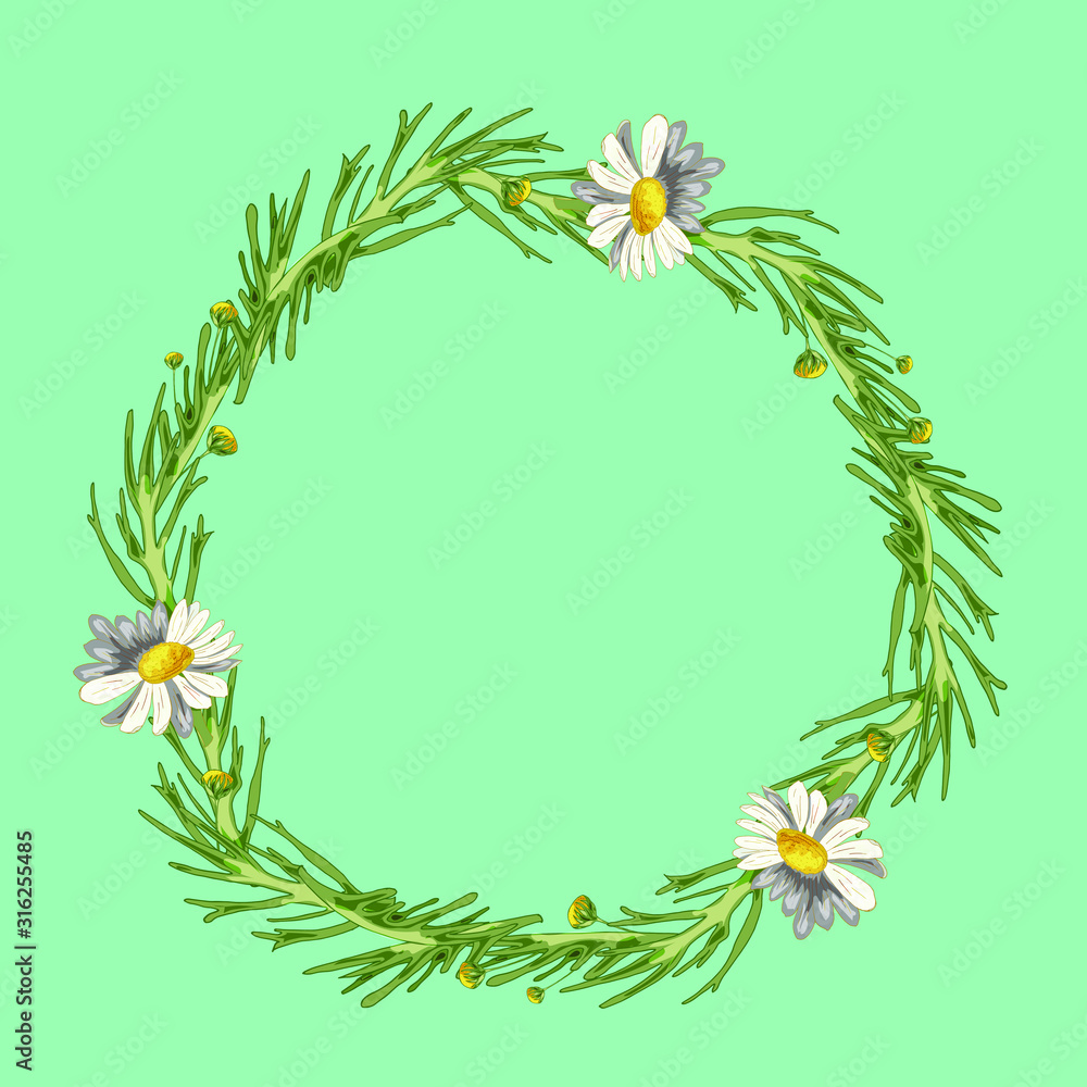 Beautiful wreath of field daisies with leaves on a aqua menthe background. Pharmacy medicinal chamomile. Realistic style. Spring pattern. Rustic decor. Beautiful wreath of field daisies with leaves on a aqua menthe background. Pharmacy medicinal chamomile. Realistic style. Spring pattern. Rustic decor.