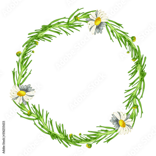 Beautiful wreath of field daisies with leaves on a white background. Pharmacy medicinal chamomile. Realistic style. Spring pattern. Rustic decor.