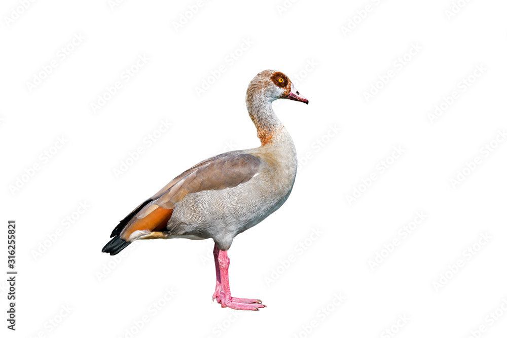 Egyptian goose (Alopochen aegyptiaca) against white background Egyptian goose (Alopochen aegyptiaca) against white background
