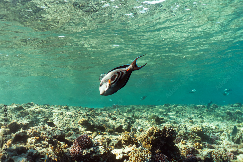 Fototapeta premium Acanthurus sohal underwater in the ocean of egypt, underwater in the ocean of egypt, Acanthurus sohal underwater photograph underwater photograph,