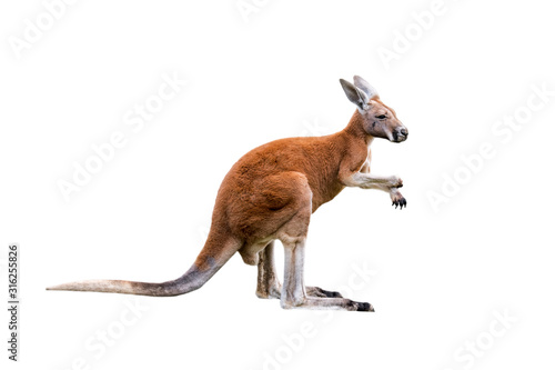 Red kangaroo (Macropus rufus) against white background photo
