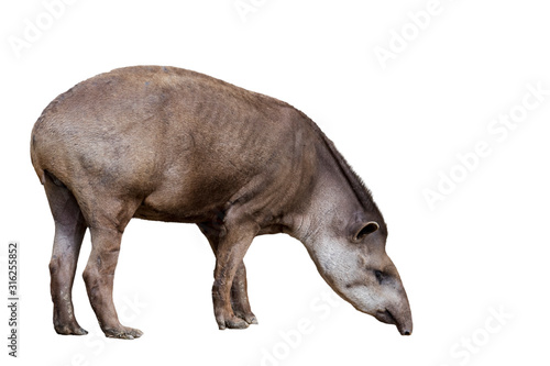 South American tapir (Tapirus terrestris) against white background photo