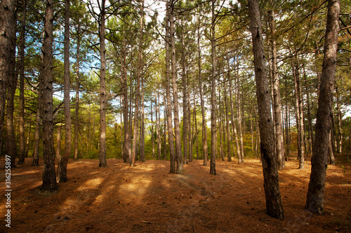 Pine forest at Crimea mountains on Tsarskaya tropa  King s path  in Livadia