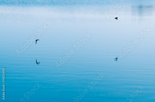 Birds flying over blue sea