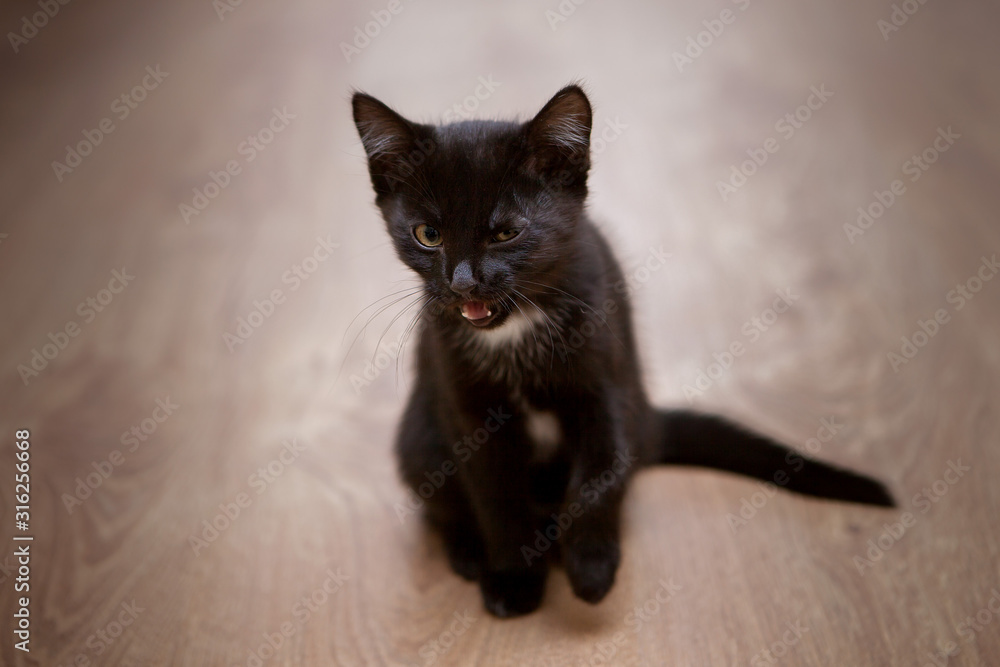 A small black kitten with a white spot on his chest winks and greets, sitting on the wooden floor.