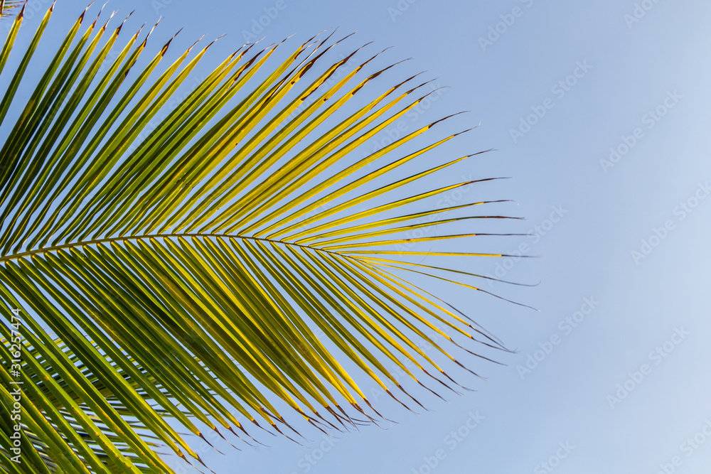 Beautiful big Cocos nucifera palm leaf is on the beach orange sunrise sky background Beautiful big Cocos nucifera palm leaf is on the beach orange sunrise sky background