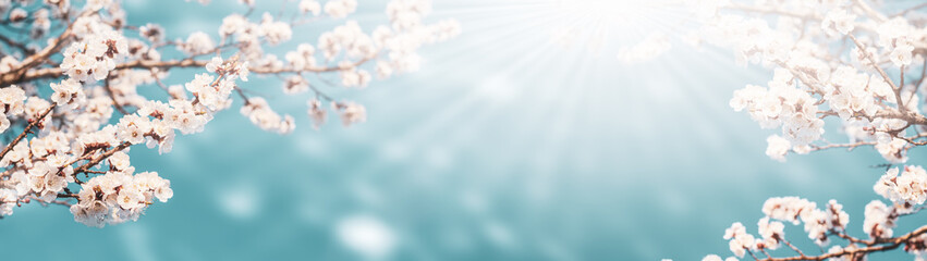 Flowering apricot branches on a background of blue sky bathed in sunlight: the concept of spring time