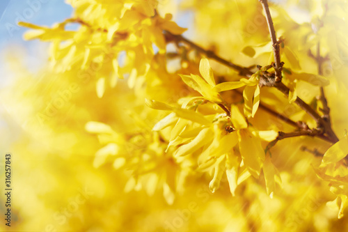 Fotografia Closeup of blooming Forsythia twigs on a bright spring day: springtime concept a