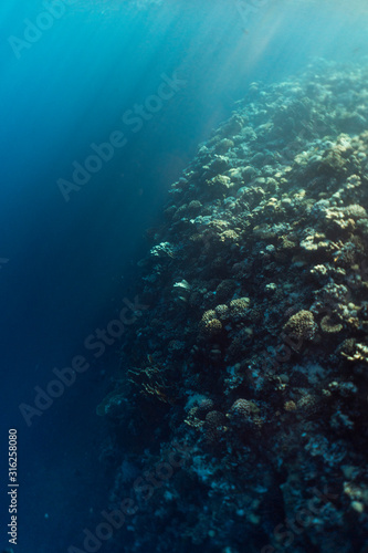 beautiful coral reef under water in the ocean of egypt, underwater photography in egypt © FitchGallery