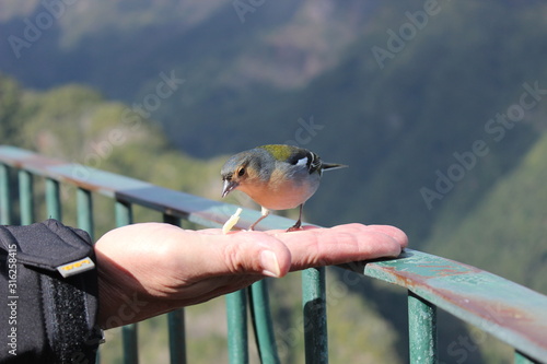 Bird in madeira