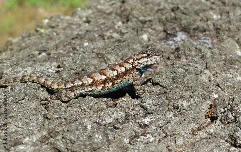 Tropical lizard on tree bark in Florida wild Tropical lizard on tree bark in Florida wild