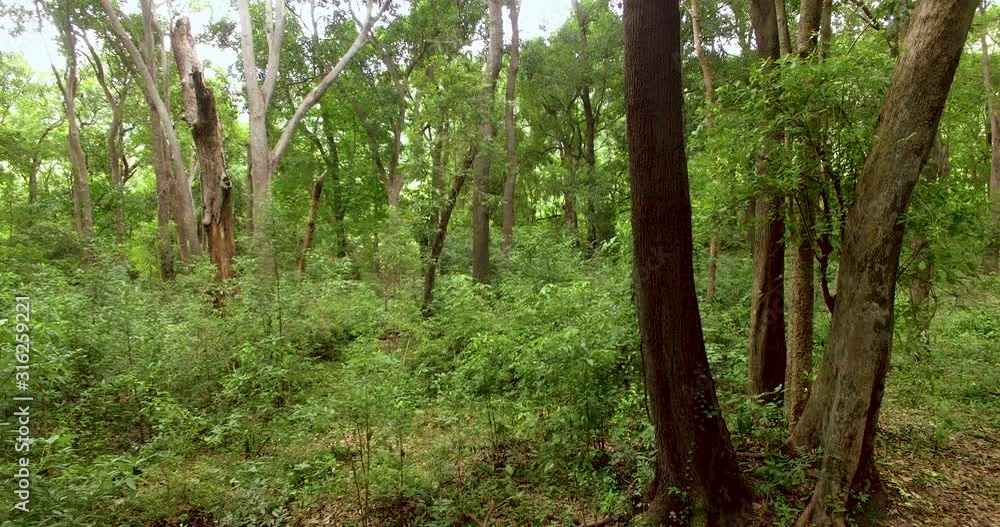 Green Forest, traveling camera movement inside the green forest. Green Forest, traveling camera movement inside the green forest.