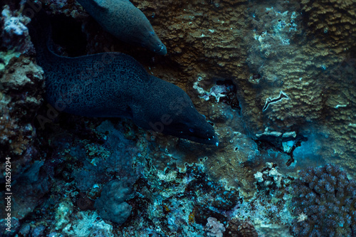 Gymnothorax javanicus underwater in the ocean of egypt, underwater in the ocean of egypt, Gymnothorax javanicus underwater photograph underwater photograph,