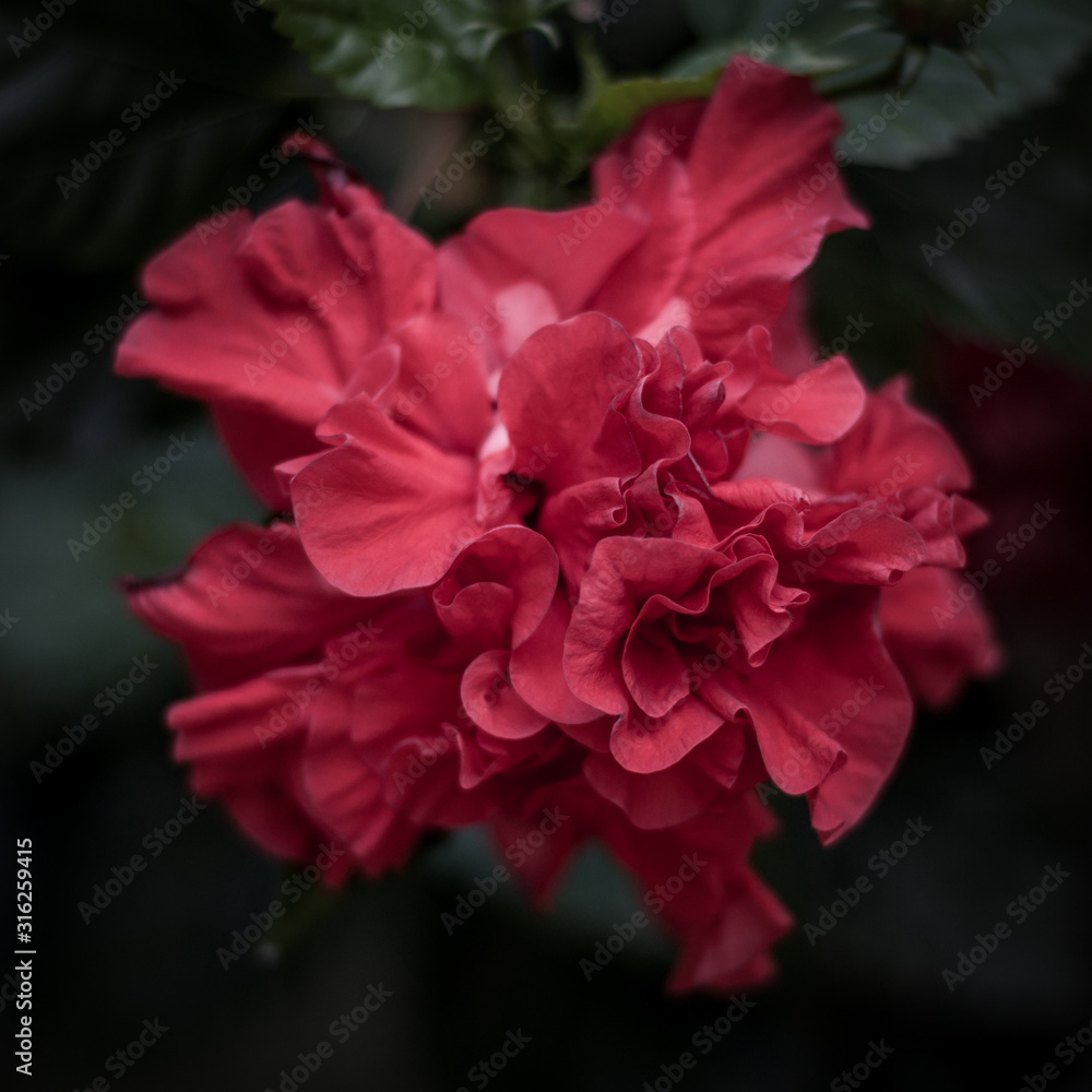 red soft flower blooming in a dark green background red soft flower blooming in a dark green background