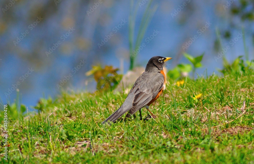 Bird with orange breast, gray back and blue eyes
