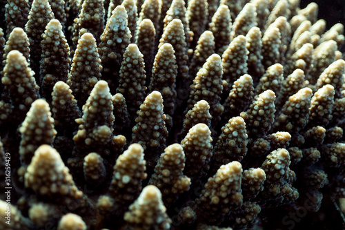 Coral reef close up, coral reef macro photography, underwater coral reef texture, ocean nature close up