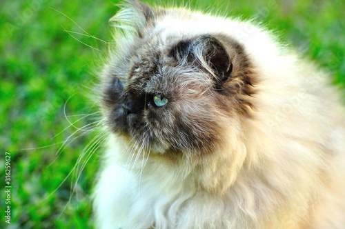 Furry white cat with blue eyes in a green background