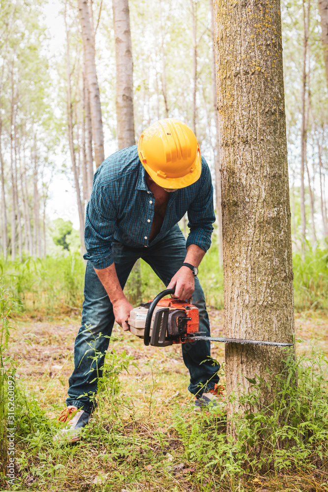 experienced lumberjack is cutting a tree with a chainsaw experienced lumberjack is cutting a tree with a chainsaw
