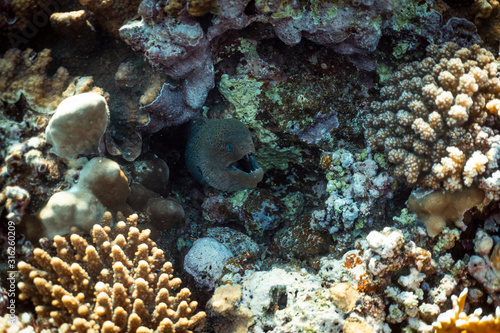 Gymnothorax javanicus underwater in the ocean of egypt, underwater in the ocean of egypt, Gymnothorax javanicus underwater photograph underwater photograph,