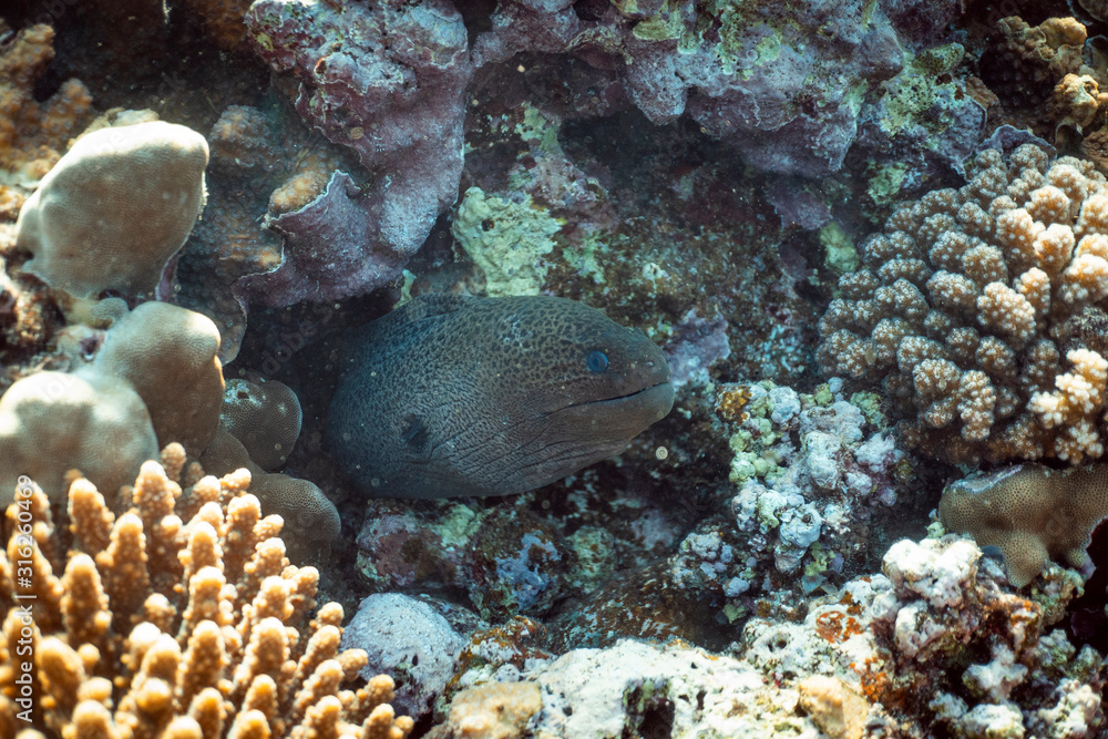 Fototapeta premium Gymnothorax javanicus underwater in the ocean of egypt, underwater in the ocean of egypt, Gymnothorax javanicus underwater photograph underwater photograph,