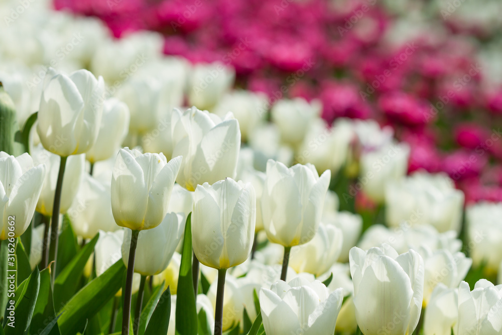 Obraz premium White tulips flowers