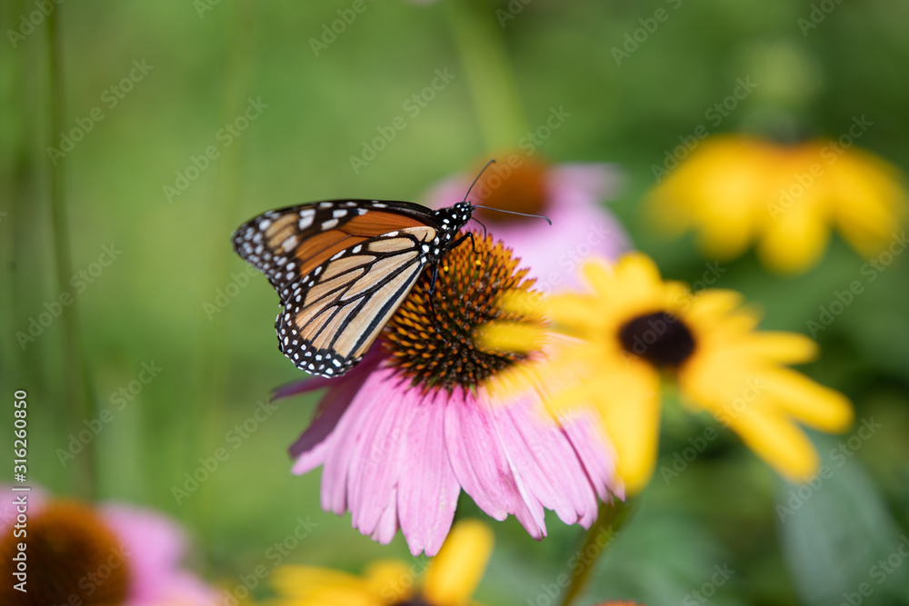 butterfly on flower